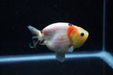 Juvenile Ranchu  Calico 3.5 Inch (ID#1129R9b-61) Free2Day SHIPPING