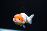 Juvenile Lionchu  Red White 3.5 Inch (ID#1213R11b-12) Free2Day SHIPPING