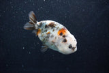 Milk Cow Ranchu  Calico 4 Inch (ID#1015R10c-67) Free2Day SHIPPING