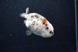 Milk Cow Ranchu  Calico 4 Inch (ID#1015R10c-67) Free2Day SHIPPING