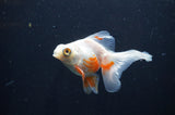 Butterfly  Red White 3.5 Inch (ID#404B8b-40) Free2Day SHIPPING