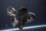 Thai Oranda  Panda 5.5 Inch (ID#1105To6a-105)