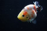 Juvenile Ranchu  Calico 3.5 Inch (ID#1129R9b-61) Free2Day SHIPPING