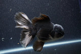 Thai Oranda  Panda 5.5 Inch (ID#1105To6a-105)