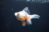 Butterfly  Red White 3.5 Inch (ID#404B8b-40) Free2Day SHIPPING