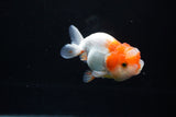 Juvenile Lionchu  Red White 3.5 Inch (ID#1213R11b-12) Free2Day SHIPPING