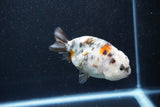 Milk Cow Ranchu  Calico 4 Inch (ID#1015R10c-67) Free2Day SHIPPING