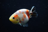 Juvenile Ranchu  Calico 3.5 Inch (ID#1129R9b-61) Free2Day SHIPPING