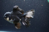 Thai Oranda  Panda 5.5 Inch (ID#1105To6a-105)