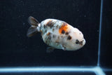 Milk Cow Ranchu  Calico 4 Inch (ID#1015R10c-67) Free2Day SHIPPING