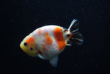 Juvenile Ranchu  Calico 3.5 Inch (ID#1129R9b-61) Free2Day SHIPPING