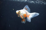 Butterfly  Red White 3.5 Inch (ID#404B8b-40) Free2Day SHIPPING