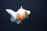 Butterfly  Red White 3.5 Inch (ID#404B8b-40) Free2Day SHIPPING