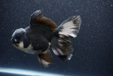 Thai Oranda  Panda 5.5 Inch (ID#1105To6a-105)