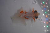 Butterfly  Red White 3.5 Inch (ID#404B8b-40) Free2Day SHIPPING