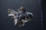 Thai Oranda  Panda 5.5 Inch (ID#1105To6a-105)