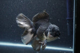 Thai Oranda  Panda 5.5 Inch (ID#1105To6a-105)