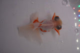 Butterfly  Red White 3.5 Inch (ID#404B8b-40) Free2Day SHIPPING