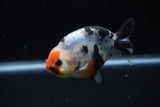 Juvenile Ranchu  Calico 3.5 Inch (ID#1129R9b-62) Free2Day SHIPPING