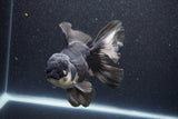 Thai Oranda  Panda 5.5 Inch (ID#1105To6a-105)