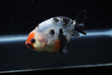 Juvenile Ranchu  Calico 3.5 Inch (ID#1129R9b-62) Free2Day SHIPPING