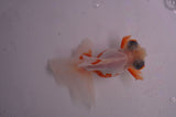 Butterfly  Red White 3.5 Inch (ID#404B8b-40) Free2Day SHIPPING