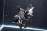 Thai Oranda  Panda 5.5 Inch (ID#1105To6a-105)