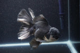 Thai Oranda  Panda 5.5 Inch (ID#1105To6a-105)