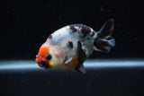 Juvenile Ranchu  Calico 3.5 Inch (ID#1129R9b-62) Free2Day SHIPPING