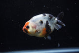 Juvenile Ranchu  Calico 3.5 Inch (ID#1129R9b-62) Free2Day SHIPPING