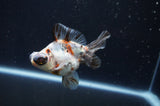 Butterfly  Calico 3.5 Inch (ID#408B8b-34) Free2Day SHIPPING