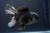 Thai Oranda  Panda 5.5 Inch (ID#1105To6a-105)