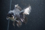 Thai Oranda  Panda 5.5 Inch (ID#1105To6a-105)