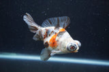 Butterfly  Calico 3.5 Inch (ID#408B8b-34) Free2Day SHIPPING
