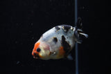 Juvenile Ranchu  Calico 3.5 Inch (ID#1129R9b-62) Free2Day SHIPPING