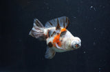 Butterfly  Calico 3.5 Inch (ID#408B8b-34) Free2Day SHIPPING