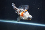 Butterfly  Calico 3.5 Inch (ID#408B8b-34) Free2Day SHIPPING
