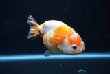 Milk Cow Ranchu  Calico 3.5 Inch (ID#1011R9a-60) Free2Day SHIPPING