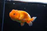 Juvenile Lionchu  Red White 3.5 Inch (ID#1213R11b-14) Free2Day SHIPPING