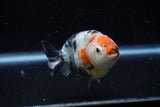 Juvenile Ranchu  Calico 3.5 Inch (ID#1129R9b-62) Free2Day SHIPPING