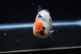 Juvenile Ranchu  Calico 3.5 Inch (ID#1129R9b-62) Free2Day SHIPPING