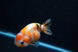 Milk Cow Ranchu  Calico 3.5 Inch (ID#1011R9a-60) Free2Day SHIPPING