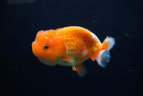 Juvenile Lionchu  Red White 3.5 Inch (ID#1213R11b-14) Free2Day SHIPPING