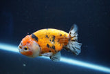 Ranchu  Calico 3 Inch (ID#1001R5c-65) Free2Day SHIPPING