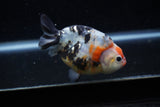 Juvenile Ranchu  Calico 3.5 Inch (ID#1129R9b-62) Free2Day SHIPPING