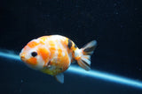 Milk Cow Ranchu  Calico 3.5 Inch (ID#1011R9a-60) Free2Day SHIPPING