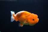 Juvenile Lionchu  Red White 3.5 Inch (ID#1213R11b-14) Free2Day SHIPPING