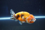 Ranchu  Calico 3 Inch (ID#1001R5c-65) Free2Day SHIPPING