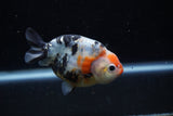 Juvenile Ranchu  Calico 3.5 Inch (ID#1129R9b-62) Free2Day SHIPPING