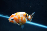 Milk Cow Ranchu  Calico 3.5 Inch (ID#1011R9a-60) Free2Day SHIPPING